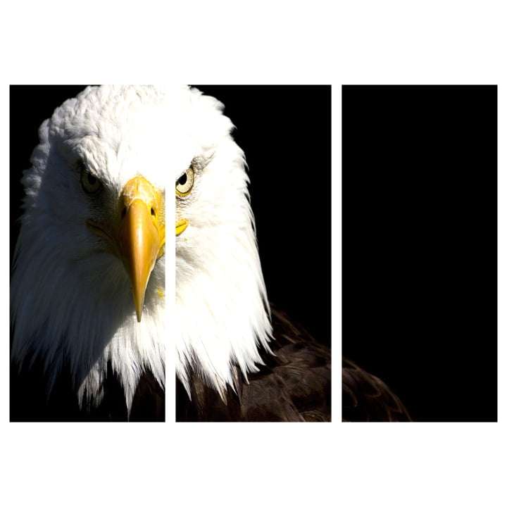 Quadro aguia americana simbolo nascional decorativo