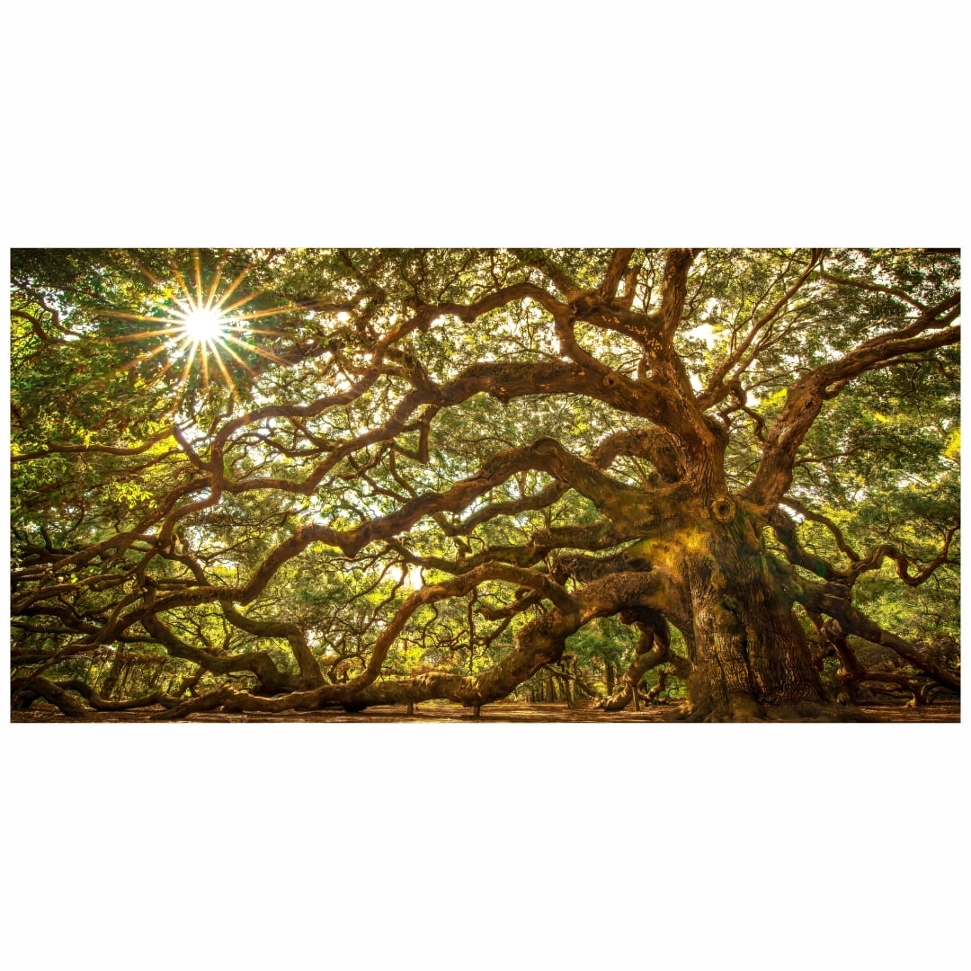 Quadro Luxo Árvore Gigante Natureza