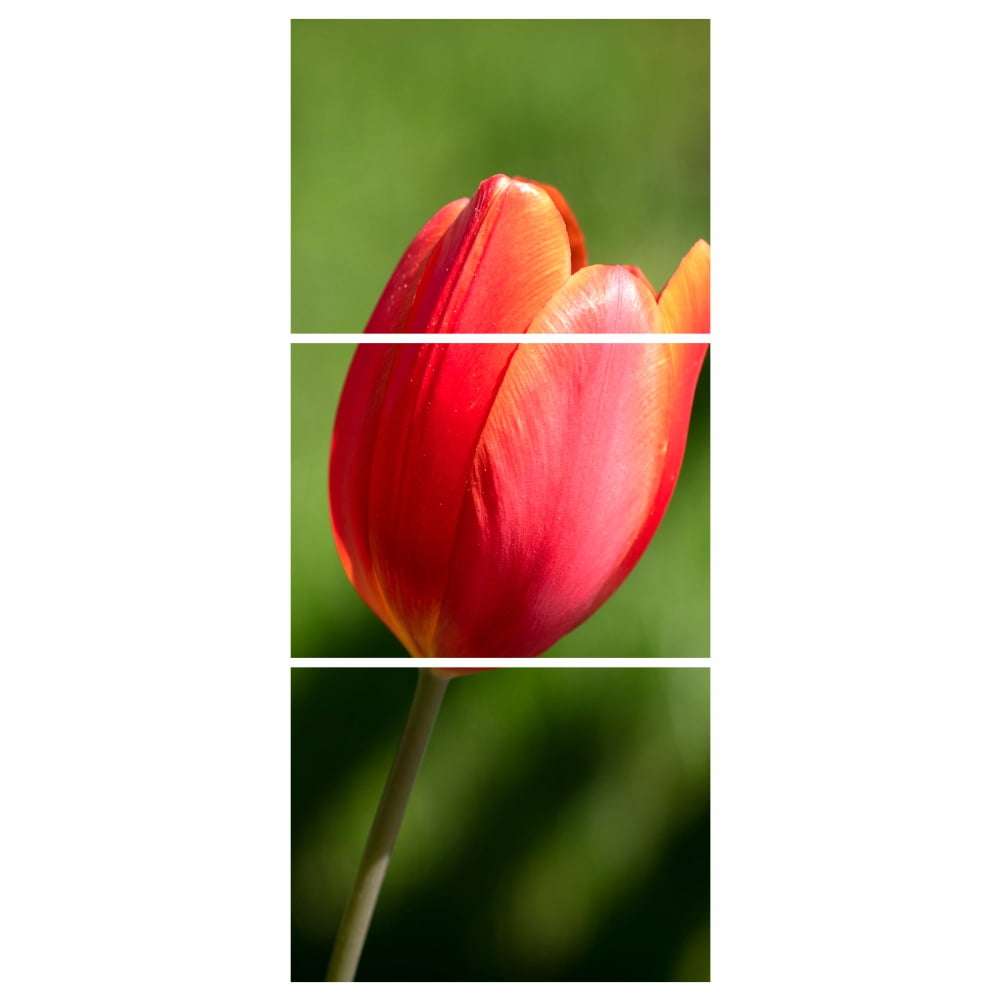 Quadro tulipa vermelha flor decorativo