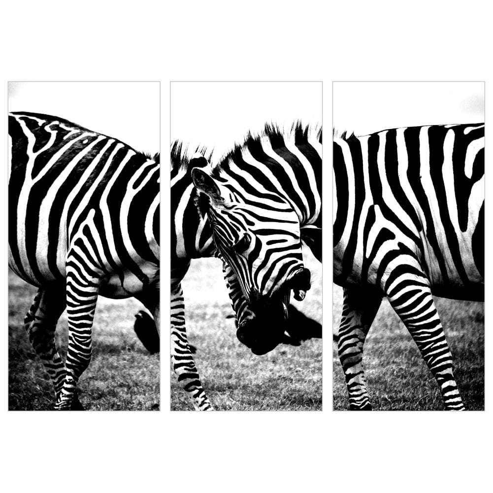 Quadro zebras brigando animais selvagens decorativo
