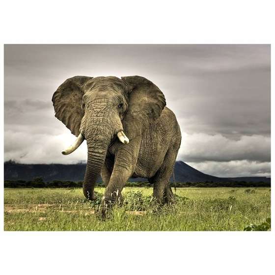 Quadro Elefante Selva