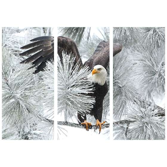 Quadro aguia americana arvore neve decorativo