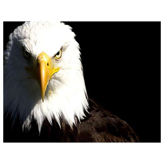 Quadro aguia americana cabeça brança decorativo