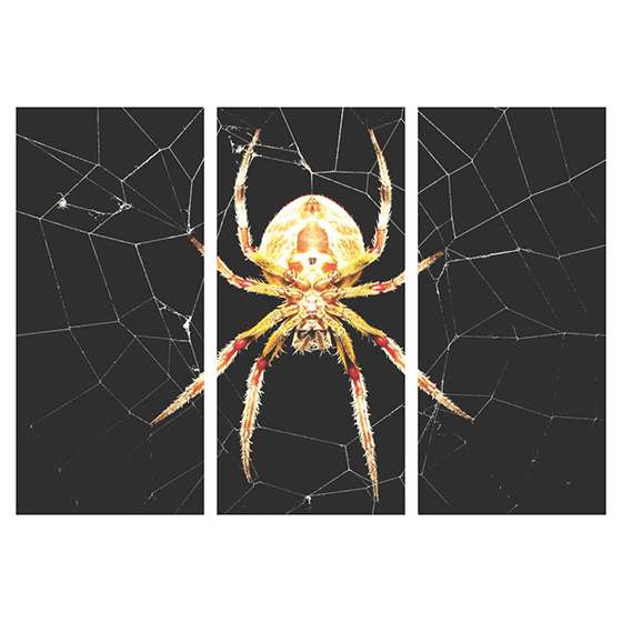 Quadro aranha decorativo