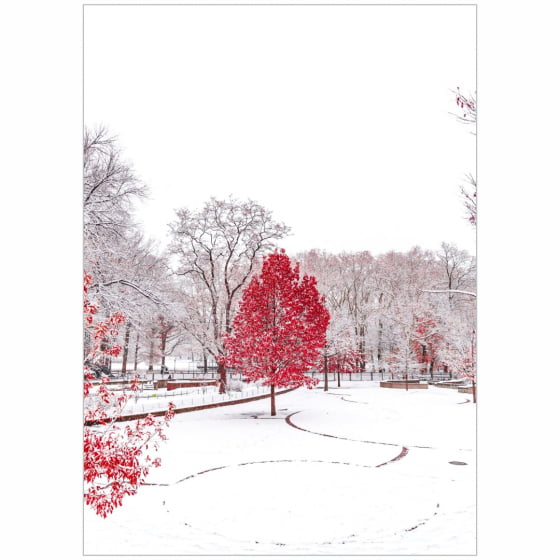 Quadro Árvore Vermelha e Parque Coberto Por Neve