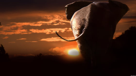 Quadro Elefante Savana Por do Sol