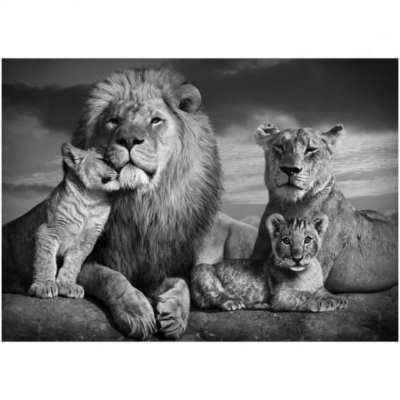 Quadro Família de Leões Dois Filhotes PB