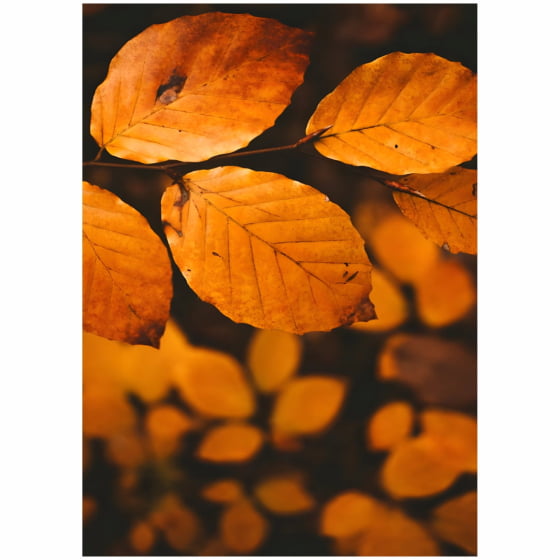 Quadro Folhas de Outono Decorativo