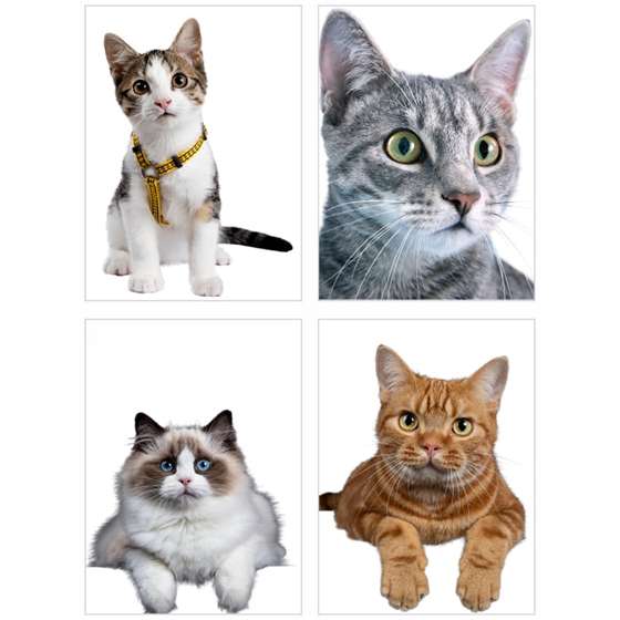 Quadro gatos pets animais decorativo