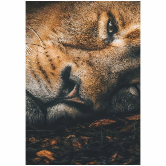 Quadro Leão com Sono Deitado