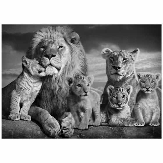 Quadro Leão E Leoa Familia Quatro Filhotes Peto E Branco