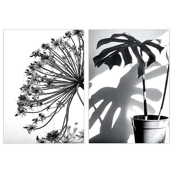Quadro Plantas Modernas Costela de Adão Black and White 
