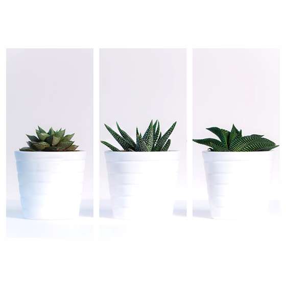 Quadro plantas vasos brancos decorativo
