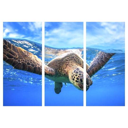 Quadro tartaruga mar decorativo